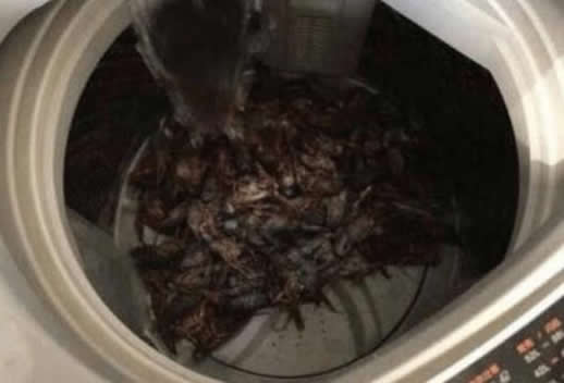 女子嫌龙虾不干净放洗衣机清洗:20分钟后心疼了(真相图) 女子嫌龙虾不干净放洗衣机清洗:20分钟后心疼了(真相图)