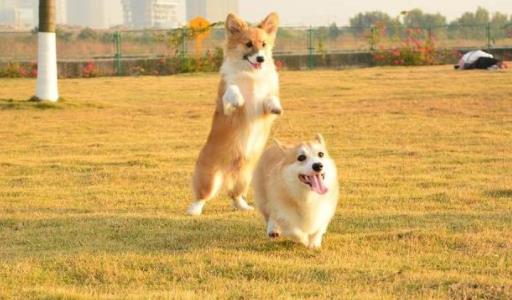 全世界可爱狗狗是什么情况:世界上可爱的狗狗图片 全世界可爱狗狗是什么情况:世界上可爱的狗狗图片