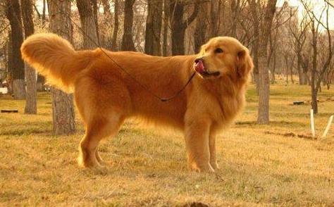 全世界可爱狗狗是什么情况:世界上可爱的狗狗图片 全世界可爱狗狗是什么情况:世界上可爱的狗狗图片