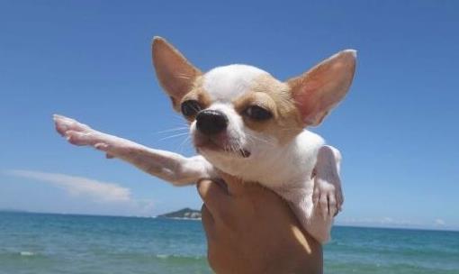 全世界可爱狗狗是什么情况:世界上可爱的狗狗图片 全世界可爱狗狗是什么情况:世界上可爱的狗狗图片