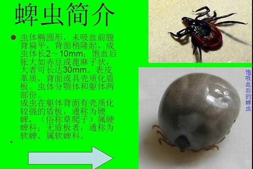 蜱虫狗照片：狗身上有蜱虫会传染人吗该怎么办