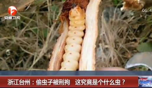 男子偷虫子被刑拘是什么情况：具体详情揭什么样的虫子