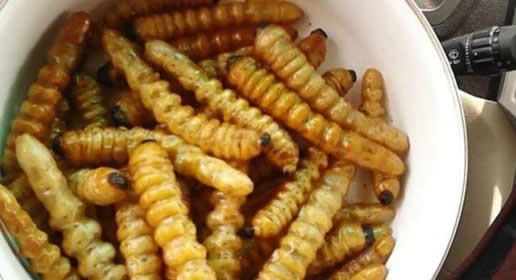 男子偷虫子被刑拘是什么情况：具体详情揭什么样的虫子