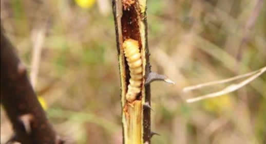 男子偷虫子被刑拘是什么情况：具体详情揭什么样的虫子