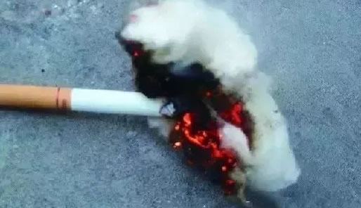 高空烟头点燃小区画面:具体经过详情结果怎样 高空烟头点燃小区画面:具体经过详情结果怎样