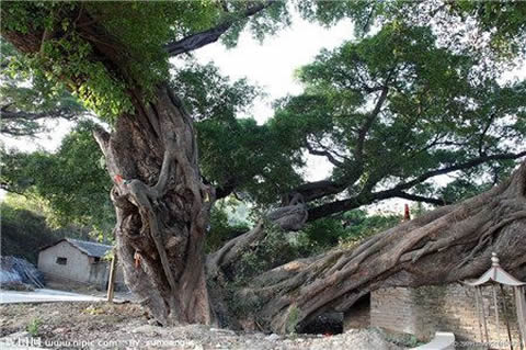 村民几十年做同一怪梦 皆因古树作祟?（百年银杏树）