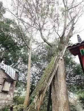 村民几十年做同一怪梦 皆因古树作祟?（百年银杏树）