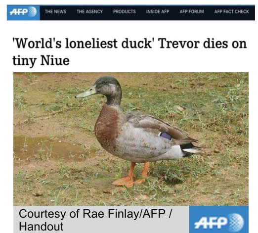 最孤独鸭子被咬死令人悼念：最孤独鸭子来源及简介