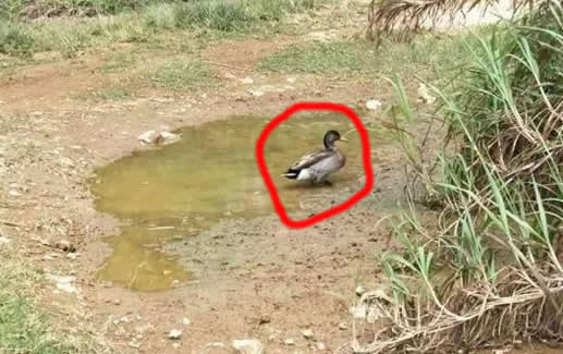 最孤独鸭子被咬死令人悼念：最孤独鸭子来源及简介