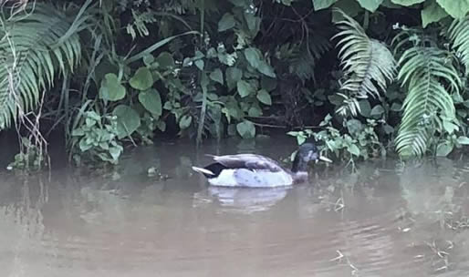 最孤独鸭子被咬死令人悼念：最孤独鸭子来源及简介