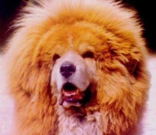 中国十大獒王有名的藏獒：第一藏獒惊天兽（图）