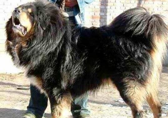 中国十大獒王有名的藏獒：第一藏獒惊天兽（图）
