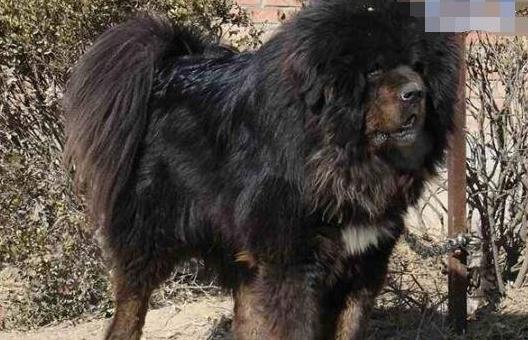 中国十大獒王有名的藏獒：第一藏獒惊天兽（图）