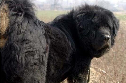 中国十大獒王有名的藏獒：第一藏獒惊天兽（图）