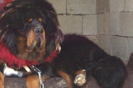 中国十大獒王有名的藏獒：第一藏獒惊天兽（图）