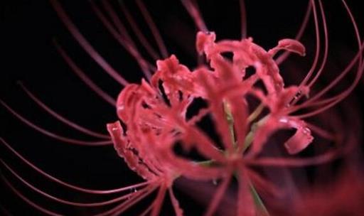 冥界四花分别是什么：关于冥界四大死亡之花简介