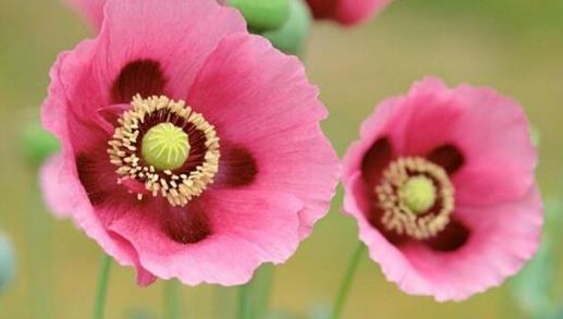 冥界四花分别是什么：关于冥界四大死亡之花简介