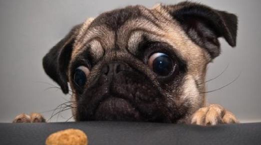 适合家养的小型犬盘点:12种适合家养小型犬(可爱又萌) 适合家养的小型犬盘点:12种适合家养小型犬(可爱又萌)