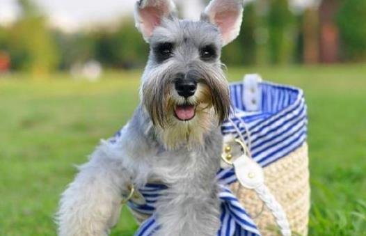 适合家养的小型犬盘点：12种适合家养小型犬（可爱又萌）