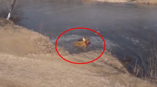 夫妻开车翻进河是什么情况:夫妻开车翻进河现场画面 夫妻开车翻进河是什么情况:夫妻开车翻进河现场画面