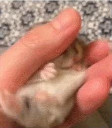 2019各种盘他盘你盘我:关于盘的表情包你用了吗 2019各种盘他盘你盘我:关于盘的表情包你用了吗