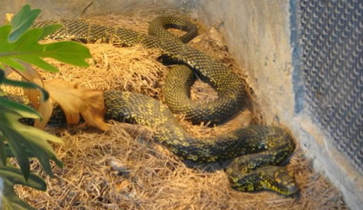 巨蛇图片你见过吗 一些大蛇的图片欣赏