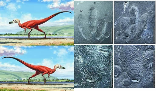 世上最袖珍恐龙足迹化石:13种袖珍恐龙盘点 世上最袖珍恐龙足迹化石:13种袖珍恐龙盘点