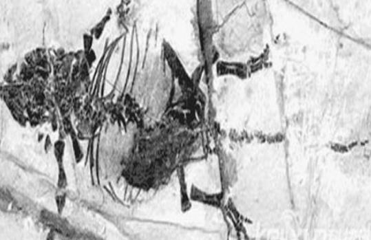 世上最袖珍恐龙足迹化石:13种袖珍恐龙盘点 世上最袖珍恐龙足迹化石:13种袖珍恐龙盘点