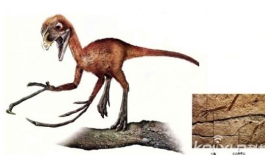 世上最袖珍恐龙足迹化石：13种袖珍恐龙盘点