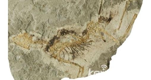 世上最袖珍恐龙足迹化石：13种袖珍恐龙盘点