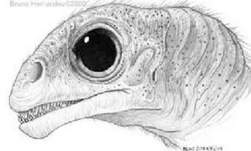 世上最袖珍恐龙足迹化石：13种袖珍恐龙盘点