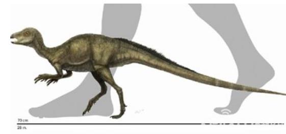 世上最袖珍恐龙足迹化石：13种袖珍恐龙盘点