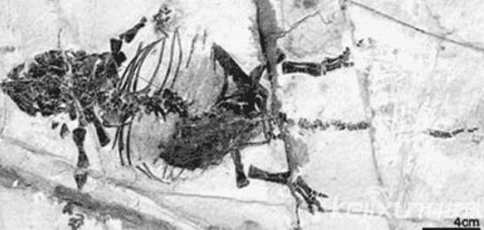 世上最袖珍恐龙足迹化石：13种袖珍恐龙盘点