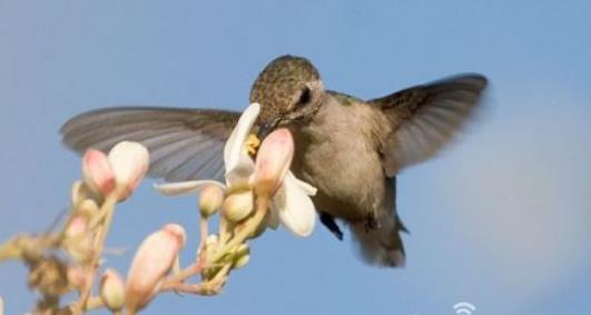 世上最袖珍恐龙足迹化石：13种袖珍恐龙盘点