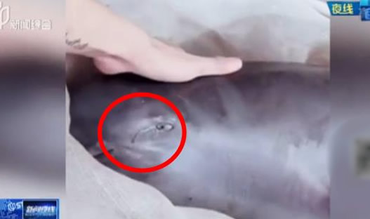 花1500买江豚放生怎么回事：背后真相还原出售者将被处罚