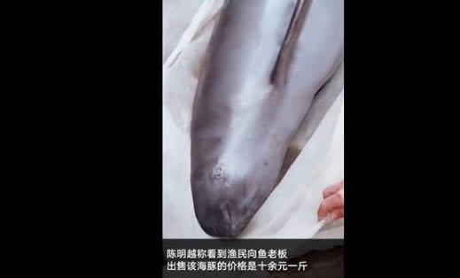 花1500买江豚放生怎么回事：背后真相还原出售者将被处罚
