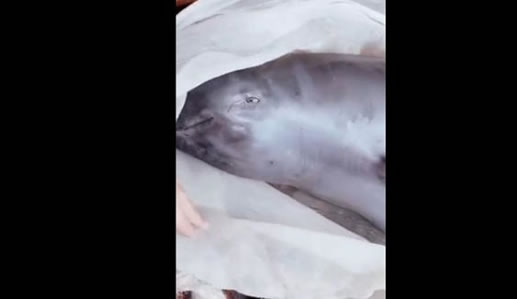 花1500买江豚放生怎么回事：背后真相还原出售者将被处罚