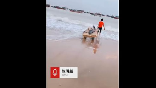 花1500买江豚放生怎么回事：背后真相还原出售者将被处罚