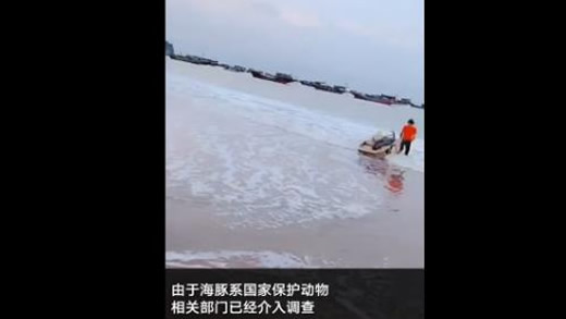 花1500买江豚放生怎么回事：背后真相还原出售者将被处罚