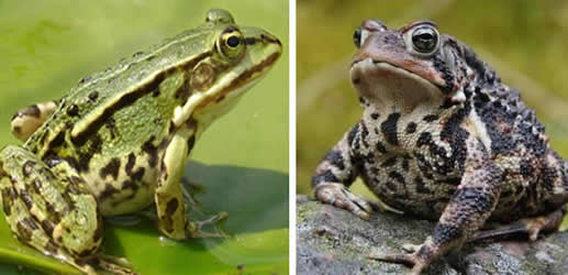 青蛙成濒危物种什么情况：真相来袭这个原因让蛙类沉默