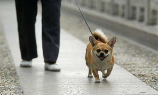 不养狗才能买房具体怎么回事：真相是这样你这么看待