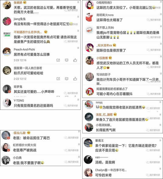 一只老鼠笑翻网友什么情况:一件普通小事网友评论神了 一只老鼠笑翻网友什么情况:一件普通小事网友评论神了