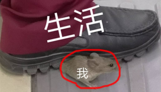 一只老鼠笑翻网友什么情况:一件普通小事网友评论神了 一只老鼠笑翻网友什么情况:一件普通小事网友评论神了