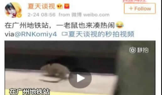 一只老鼠笑翻网友什么情况:一件普通小事网友评论神了 一只老鼠笑翻网友什么情况:一件普通小事网友评论神了
