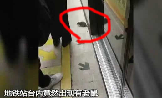 一只老鼠笑翻网友什么情况:一件普通小事网友评论神了 一只老鼠笑翻网友什么情况:一件普通小事网友评论神了