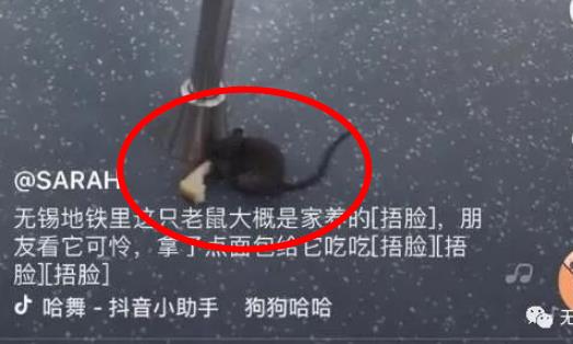 一只老鼠笑翻网友什么情况:一件普通小事网友评论神了 一只老鼠笑翻网友什么情况:一件普通小事网友评论神了