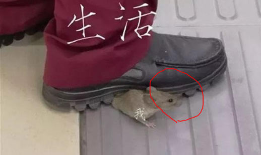 地铁一只老鼠笑翻网友：老鼠眼神触动人心但命运堪忧