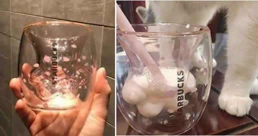 星巴克猫爪杯遭抢怎么回事:凌晨排队还动手打了起来 星巴克猫爪杯遭抢怎么回事:凌晨排队还动手打了起来