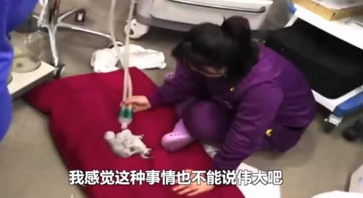 医生对猫人工呼吸什么情况：真相是这样令人感动（图）