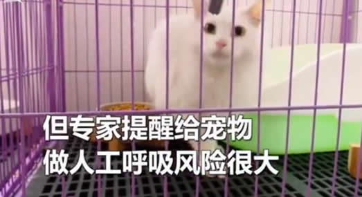 医生对猫人工呼吸什么情况：真相是这样令人感动（图）